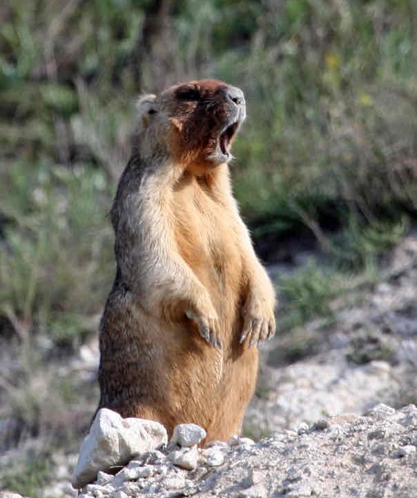 babak (babak00.lens) Lens social identity (.lens handle) PFP