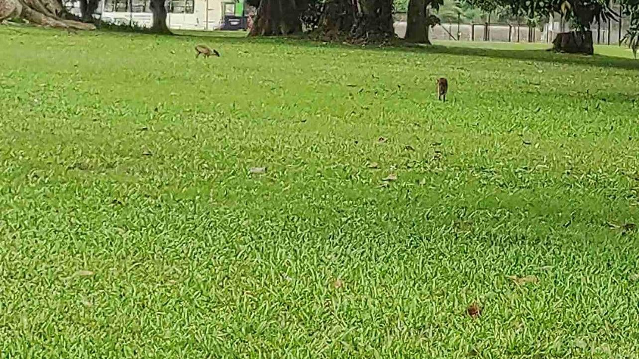 CRYPCRYPTOACACIA (cryptoacacia.lens) Lens social identity (.lens handle) PFP