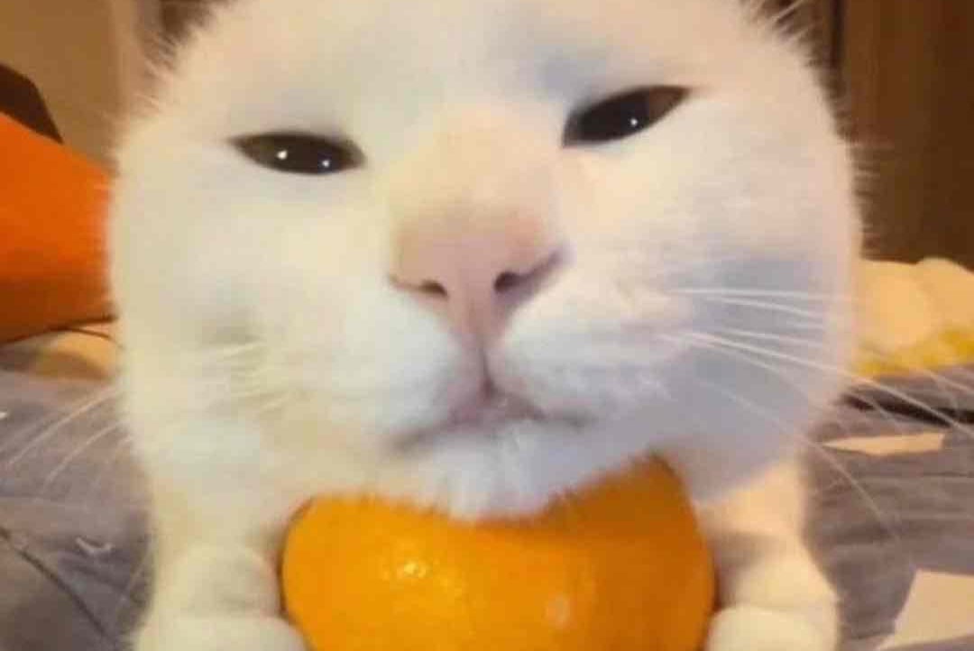 Tran Hau (tranhau247) Farcaster social identity (Fname handle) PFP