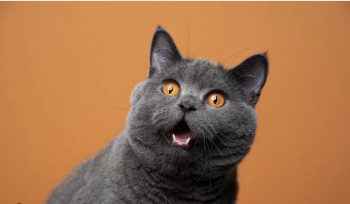 Pavel Volkau (vok198) Farcaster social identity (Fname handle) PFP