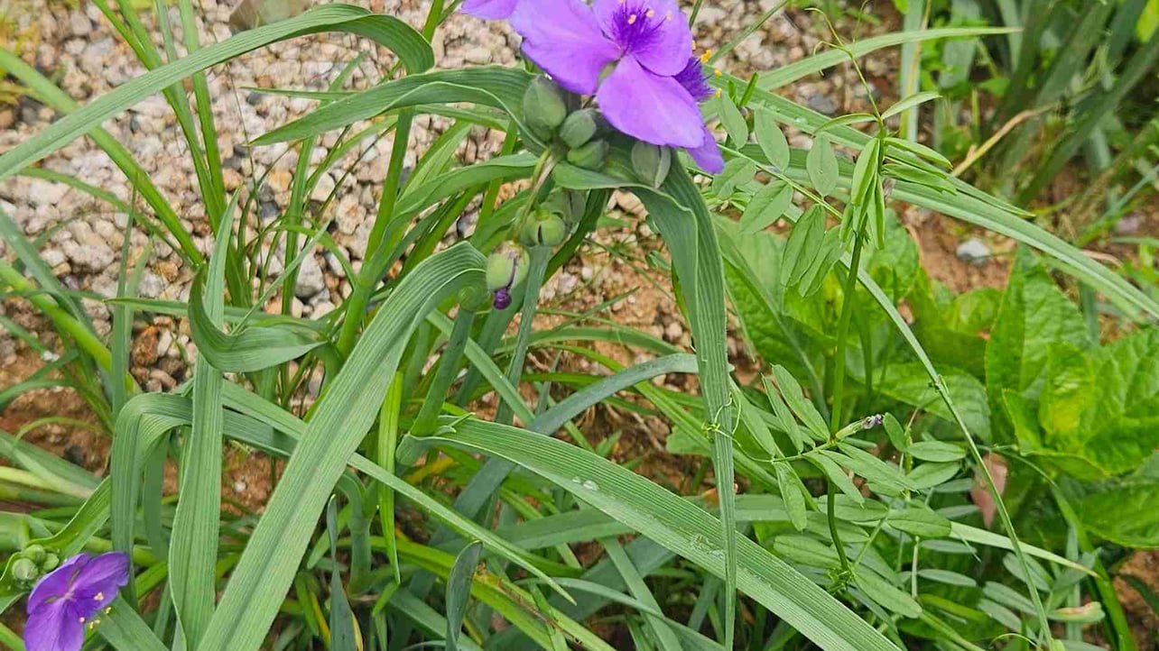 Jung Kyung Ho (khjunz) Farcaster social identity (Fname handle) PFP