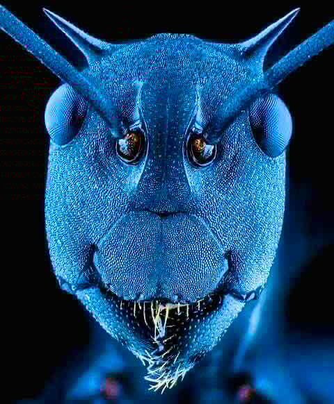 Smirkle base.eth (smirkle) Farcaster social identity (Fname handle) PFP