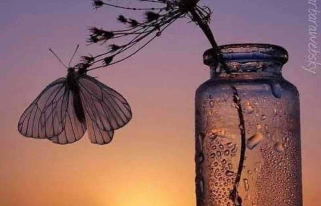 0xzerod.lens Lens social identity (.lens handle) PFP