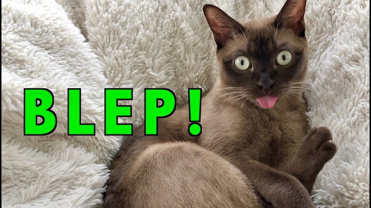 BLEP