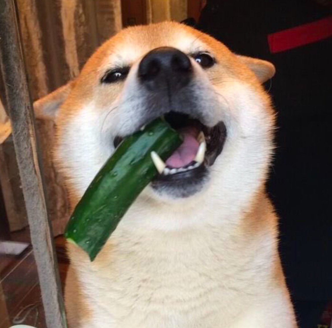 Cucumber Shib