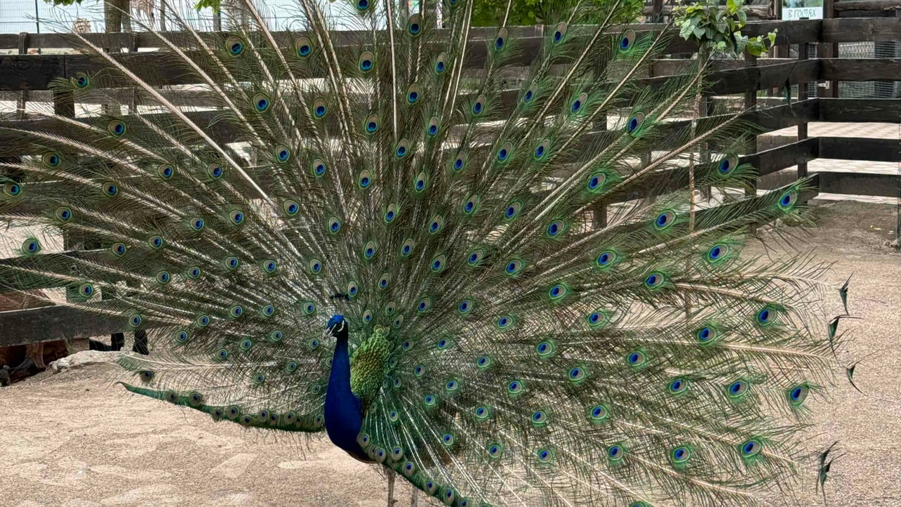 Liliia (liliia7887) Farcaster social identity (Fname handle) PFP