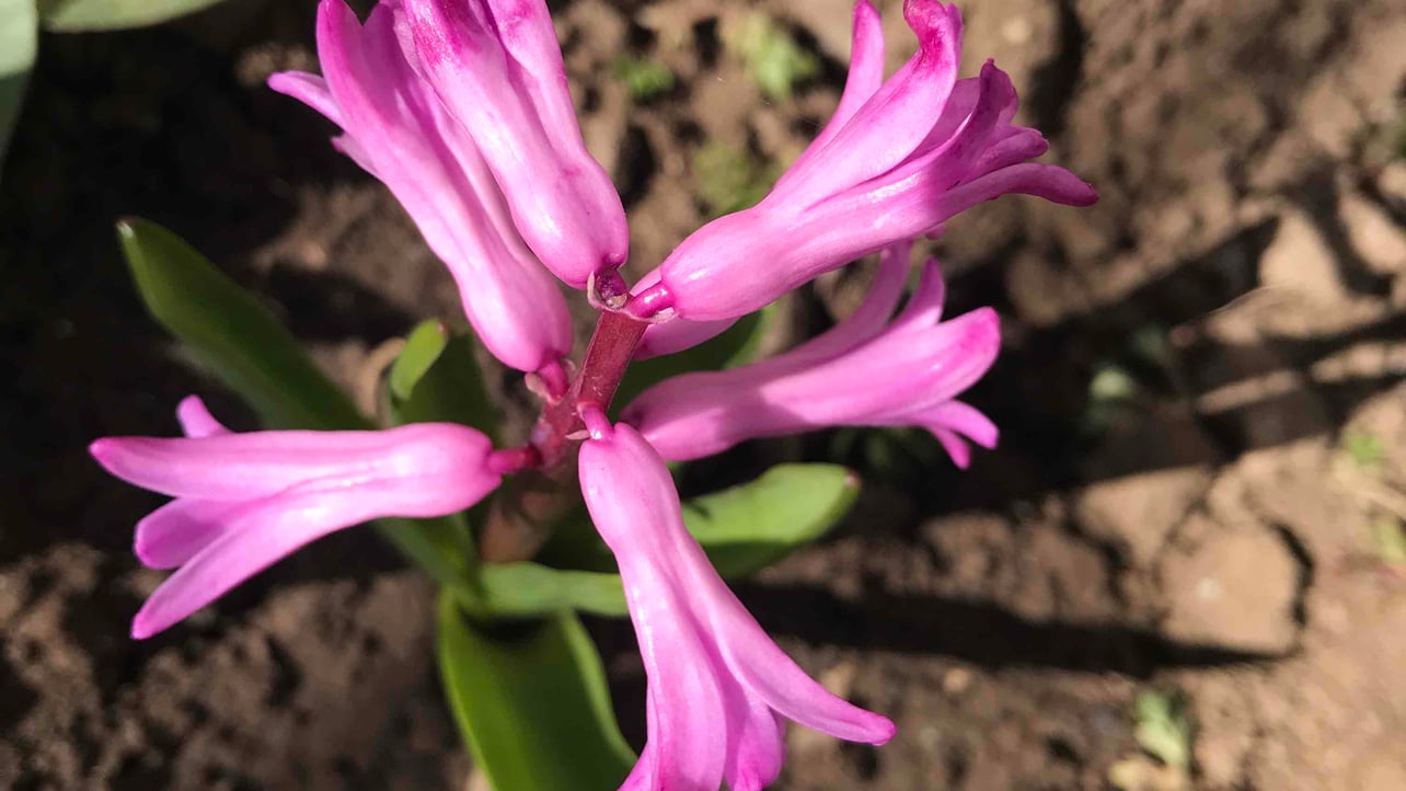 Olga (olechka) Farcaster social identity (Fname handle) PFP