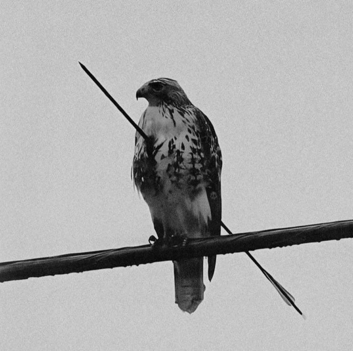 Reli Moziani (nabaron.eth) Farcaster social identity (Fname handle) PFP