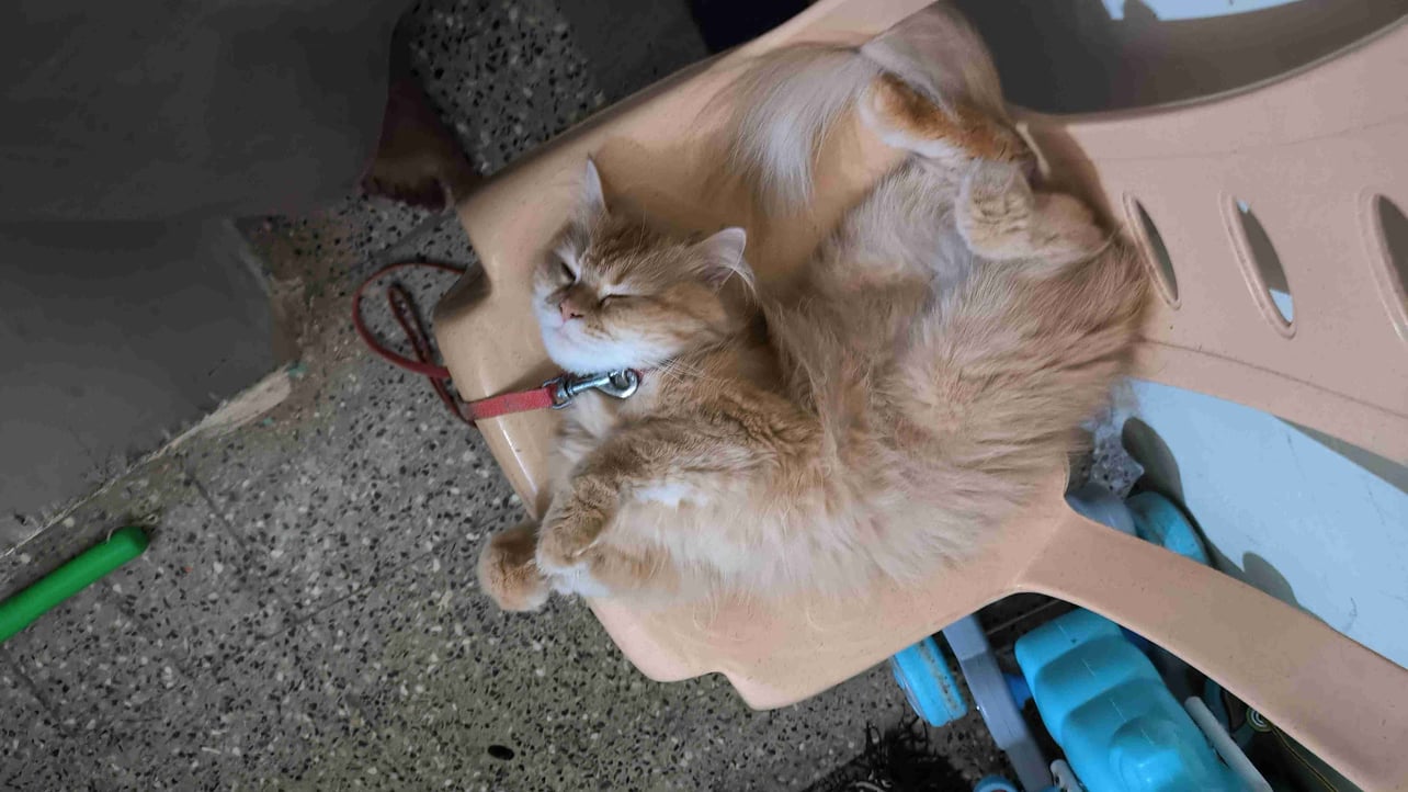 syed muzammil (syedmuzammil01.lens) Lens social identity (.lens handle) PFP