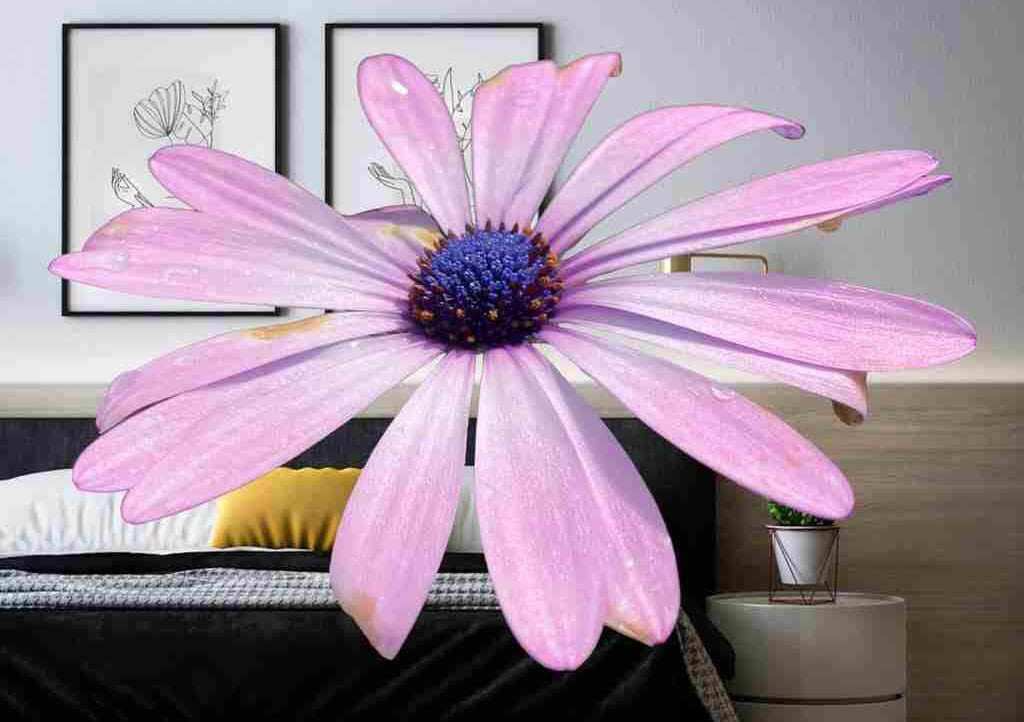 Andrew Stewart (carriediaz) Farcaster social identity (Fname handle) PFP