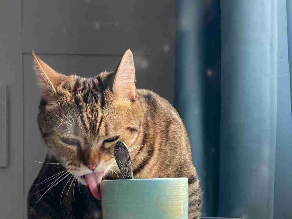 Denis (tcorex.eth) Farcaster social identity (Fname handle) PFP