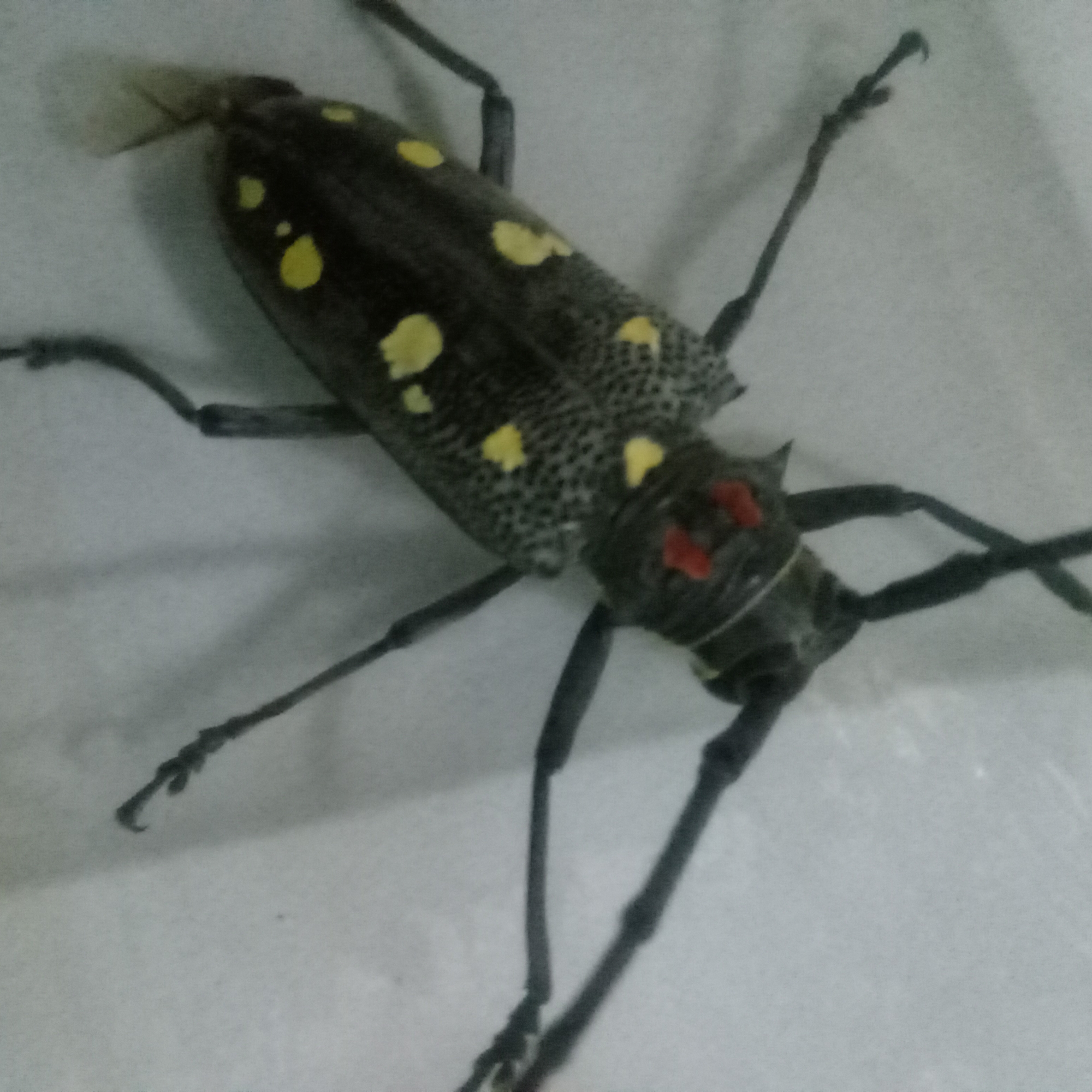 xgneth.lens Lens social identity (.lens handle) PFP