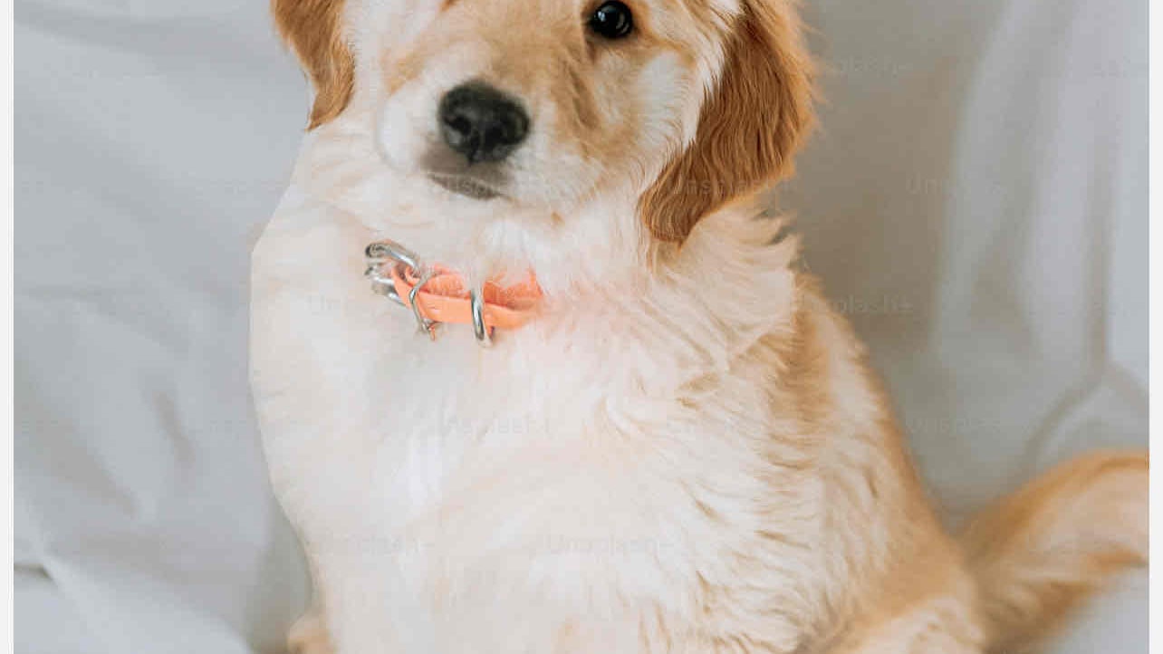 Shehan CRZ (shehancrz) Farcaster social identity (Fname handle) PFP