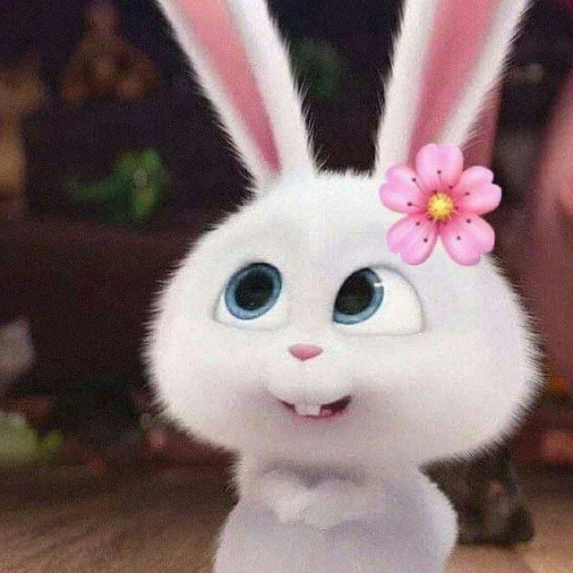 Noyarose pfp