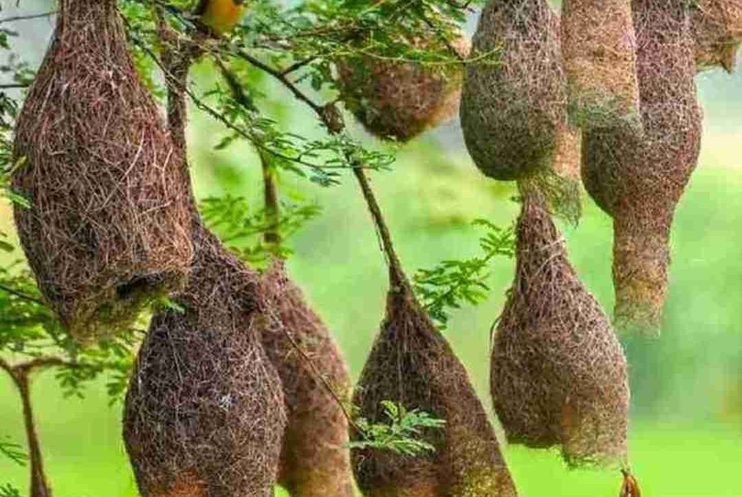 Cryptohari (hirok8) Farcaster social identity (Fname handle) PFP