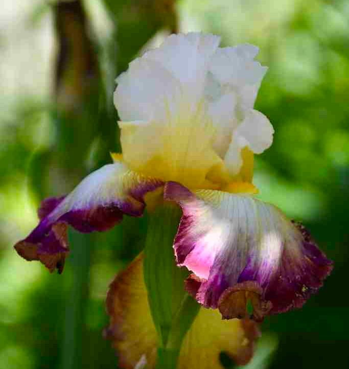 Cassandra Antelami (lalonzi) Farcaster social identity (Fname handle) PFP