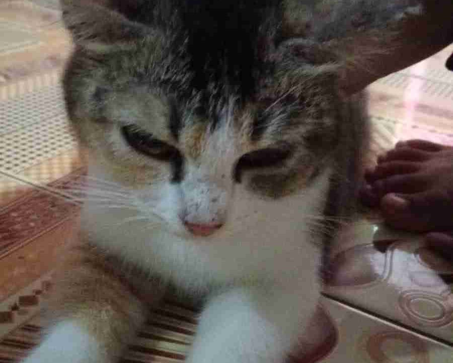 Gilang Javier (hellovanilla) Farcaster social identity (Fname handle) PFP