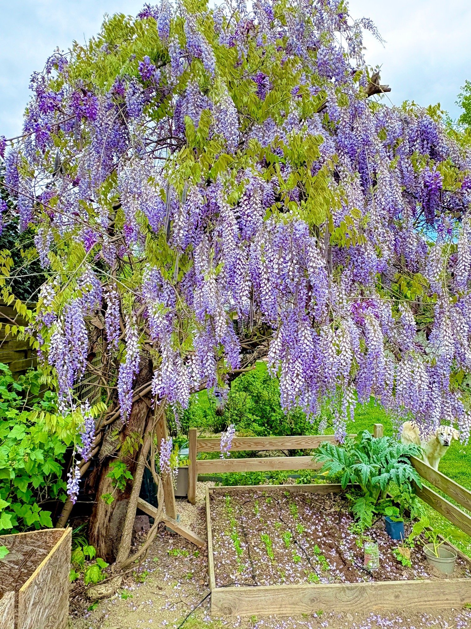 PURPLETREE