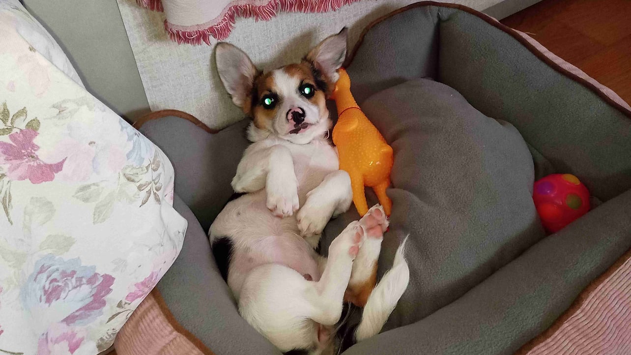 mollydoger.base.eth Basenames (.base.eth domains) based on ENS PFP