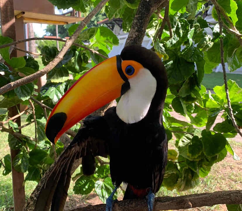 rafrope.lens Lens social identity (.lens handle) PFP