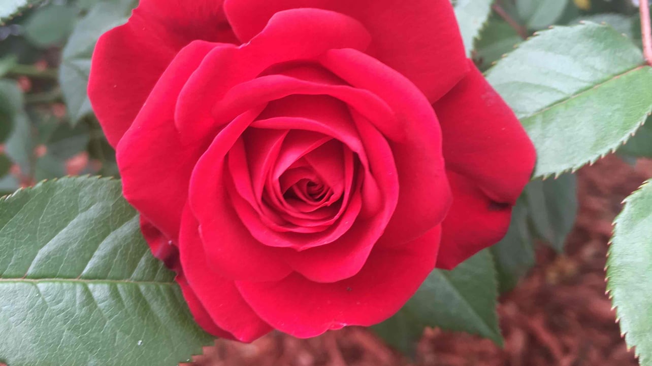 Dawn Gant (dawngant) Farcaster social identity (Fname handle) PFP