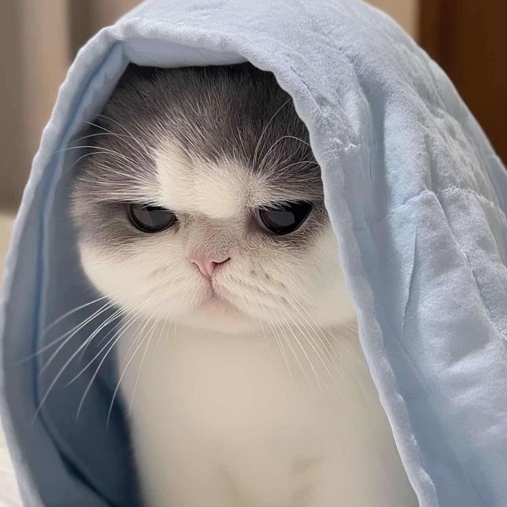 Cool ❇️ shiv22.base.eth pfp