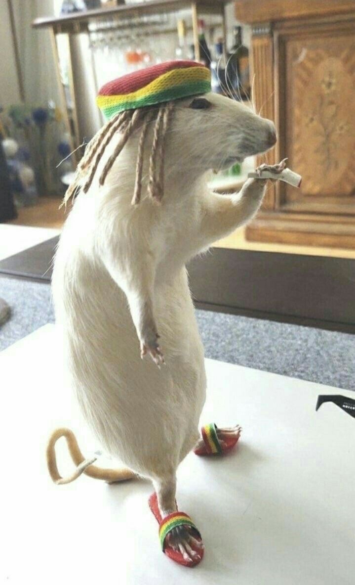 Ratstafarian