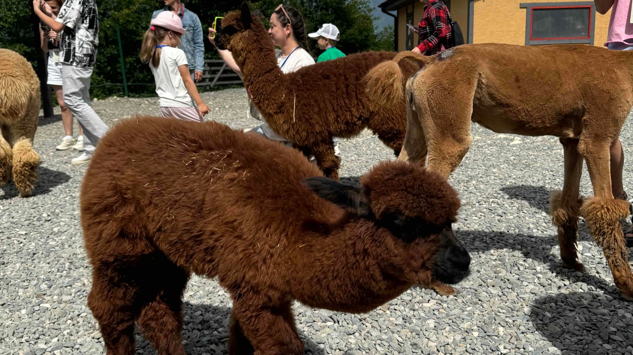 Vlada (vladashev) Farcaster social identity (Fname handle) PFP