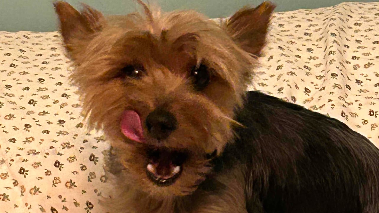 javier (javvvi) Farcaster social identity (Fname handle) PFP