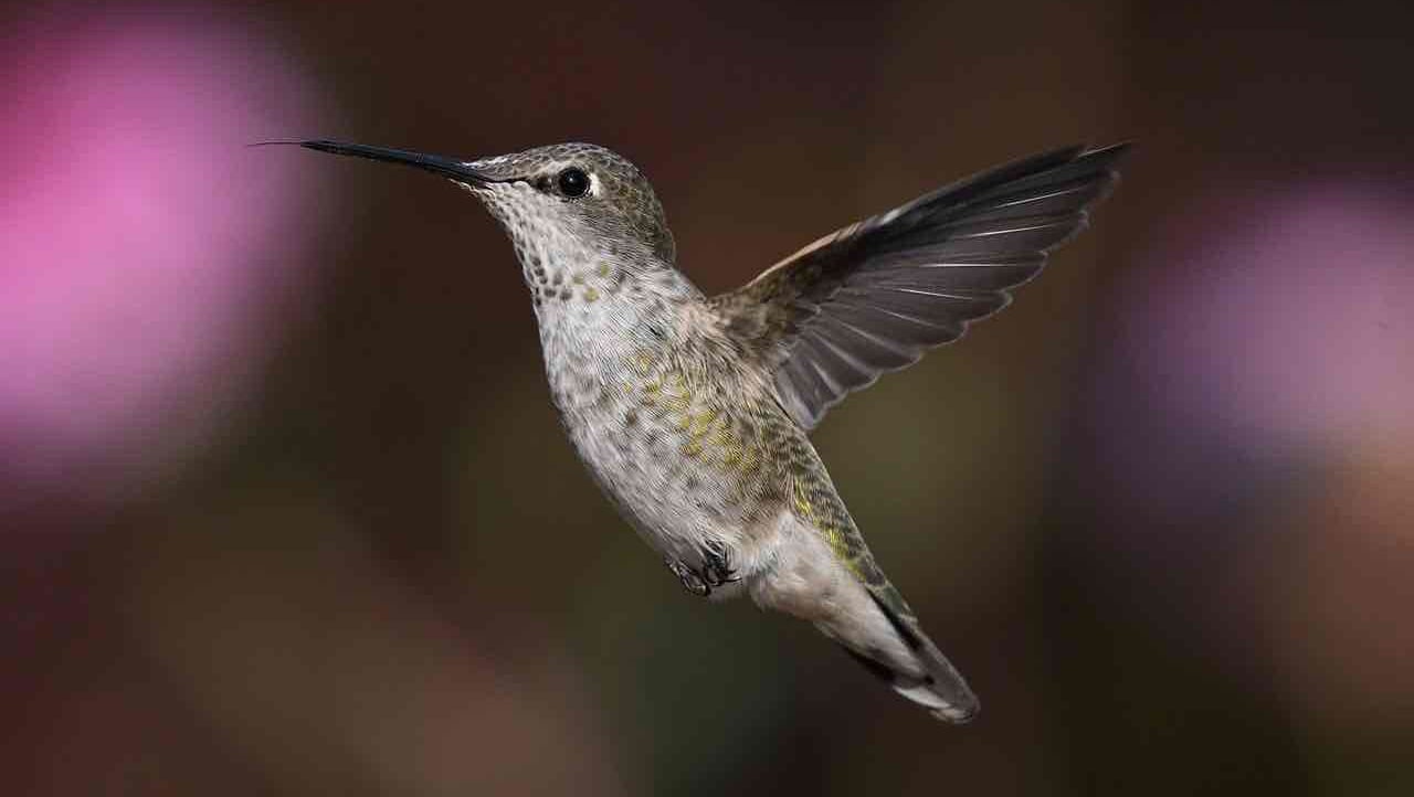 berbeeguddis pfp