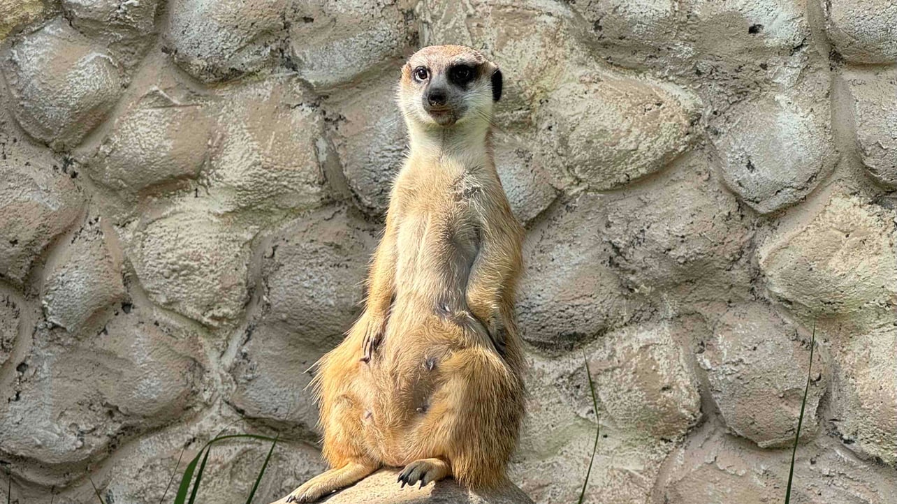 grace69 (grace69.lens) Lens social identity (.lens handle) PFP