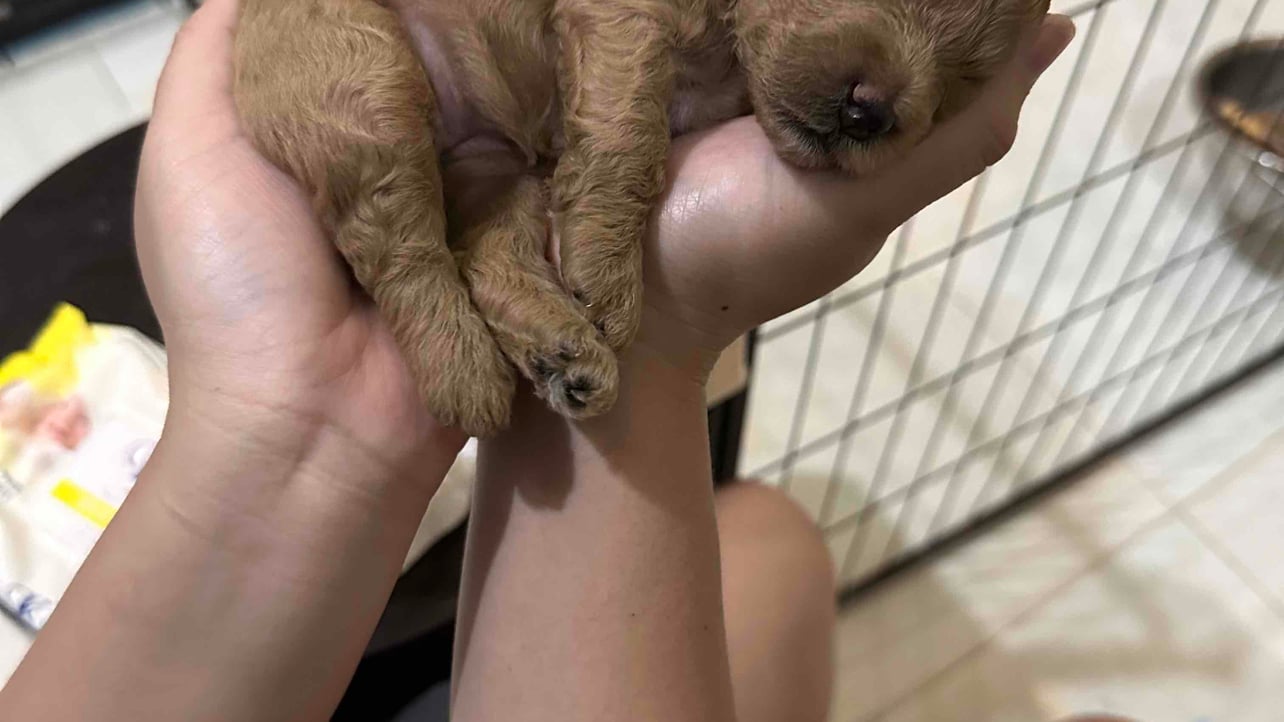 David santoso (davidsoh91.lens) Lens social identity (.lens handle) PFP