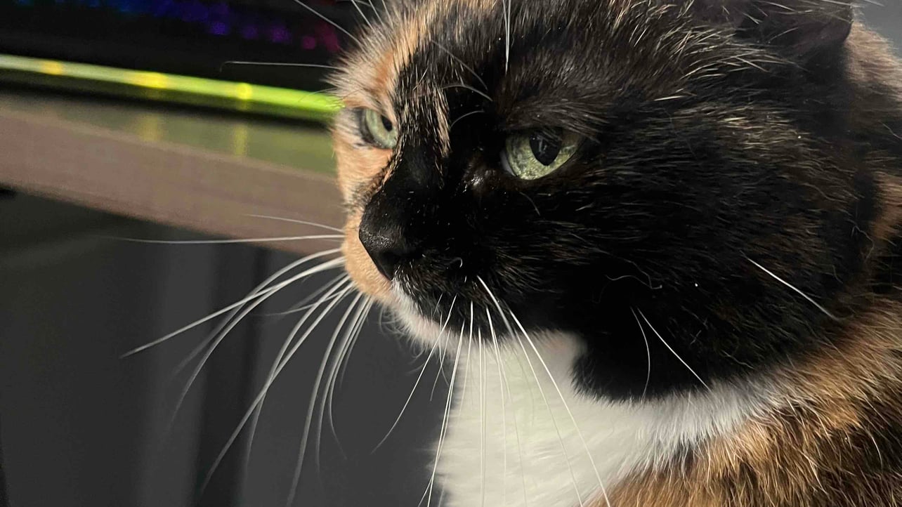 Genie (andrpro.lens) Lens social identity (.lens handle) PFP