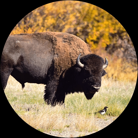 BUFFALO