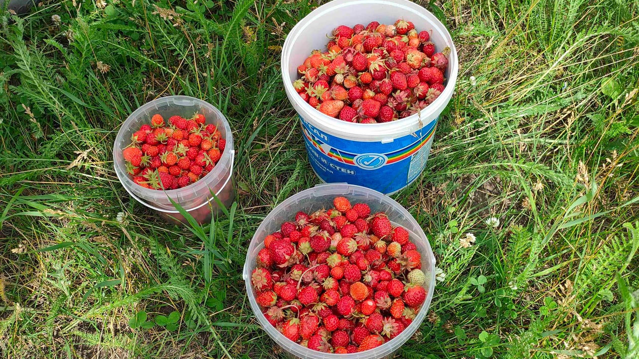 Vidar72 (vidar72.eth) Ethereum Name Service (ENS and .eth domain) PFP