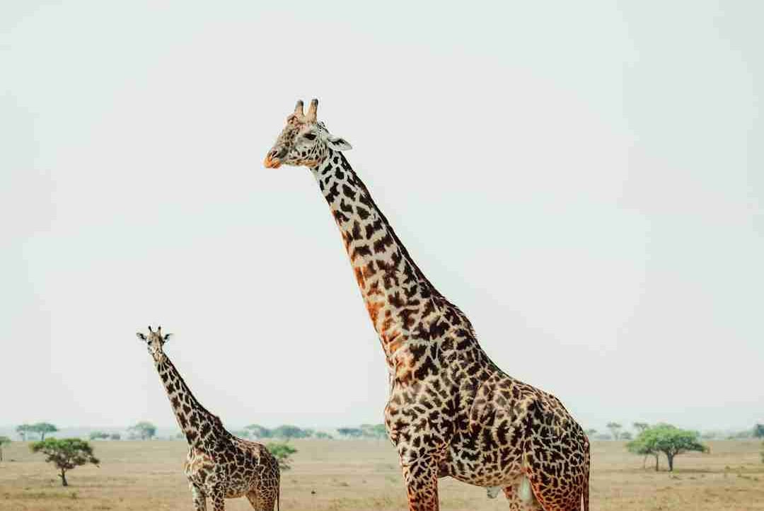 The sweetness of life (thesweetness) Farcaster social identity (Fname handle) PFP