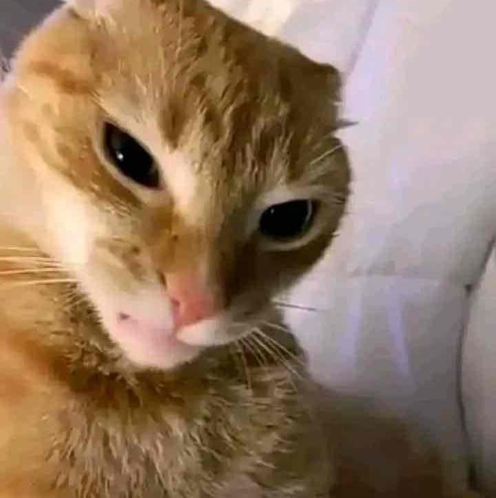 tengg pfp