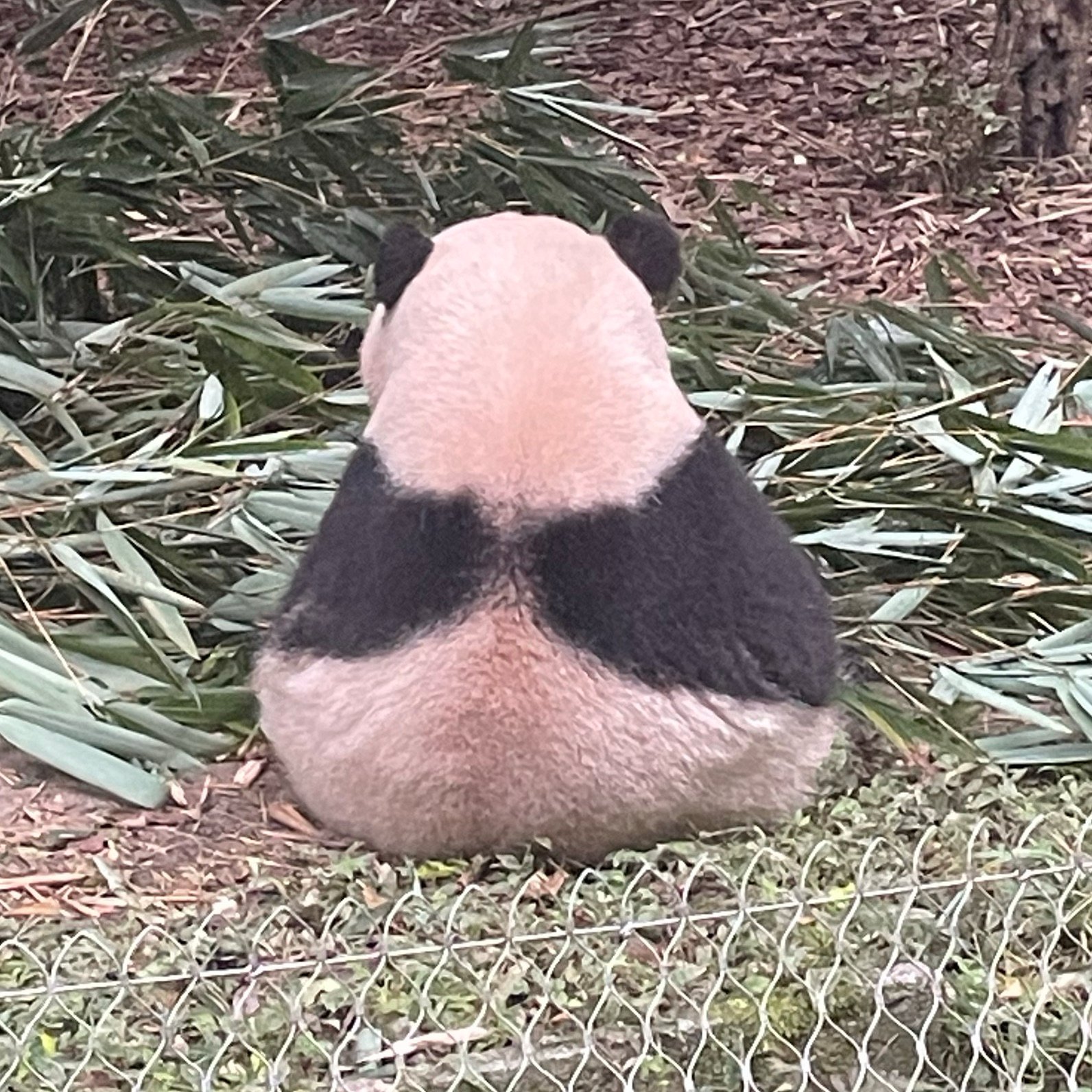 mrmoon1990.lens Lens social identity (.lens handle) PFP