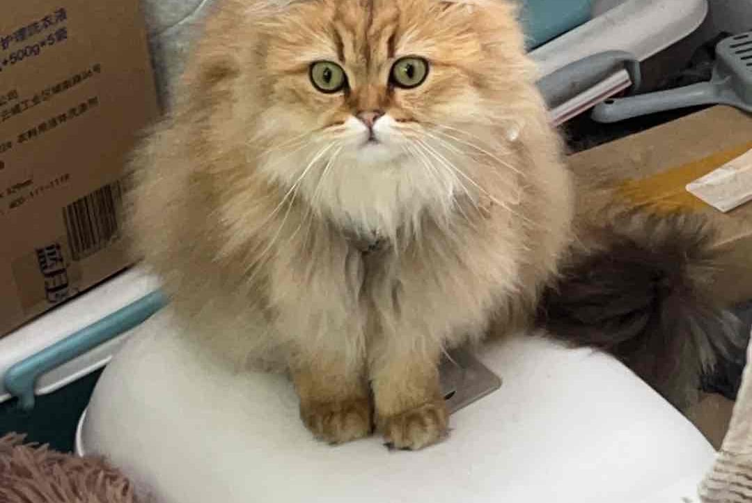 dorapio.lens Lens social identity (.lens handle) PFP