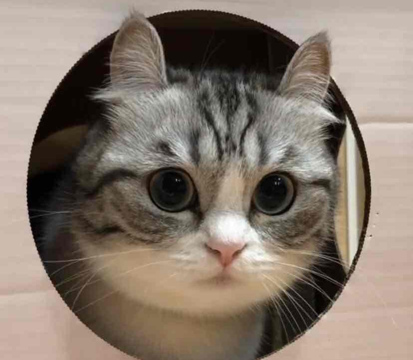 Sviny pfp