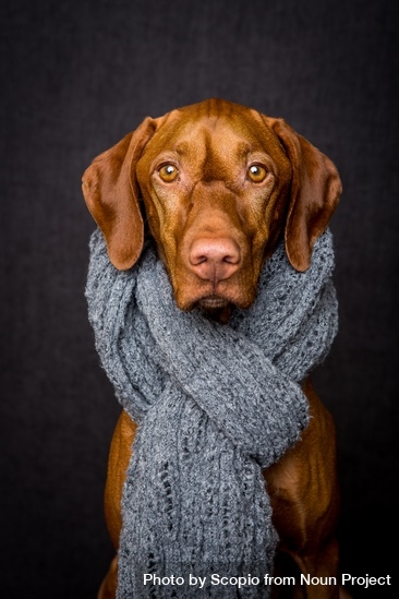 dogwifscarf