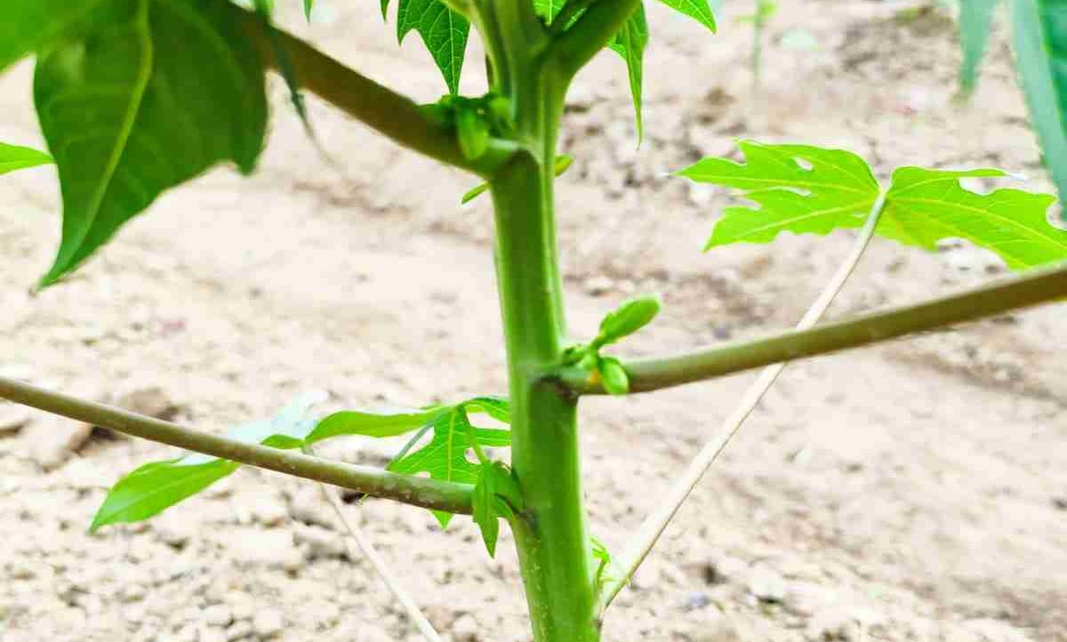 csno2.lens Lens social identity (.lens handle) PFP