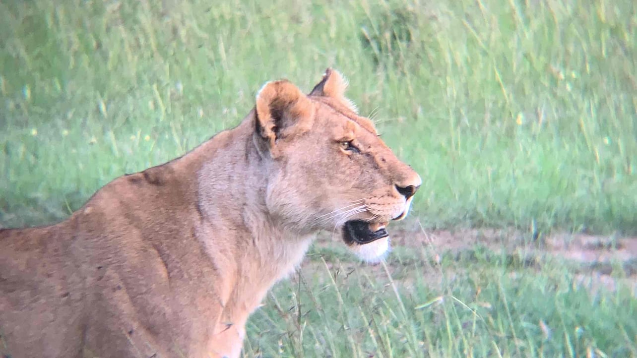 yeahbitda.lens Lens social identity (.lens handle) PFP