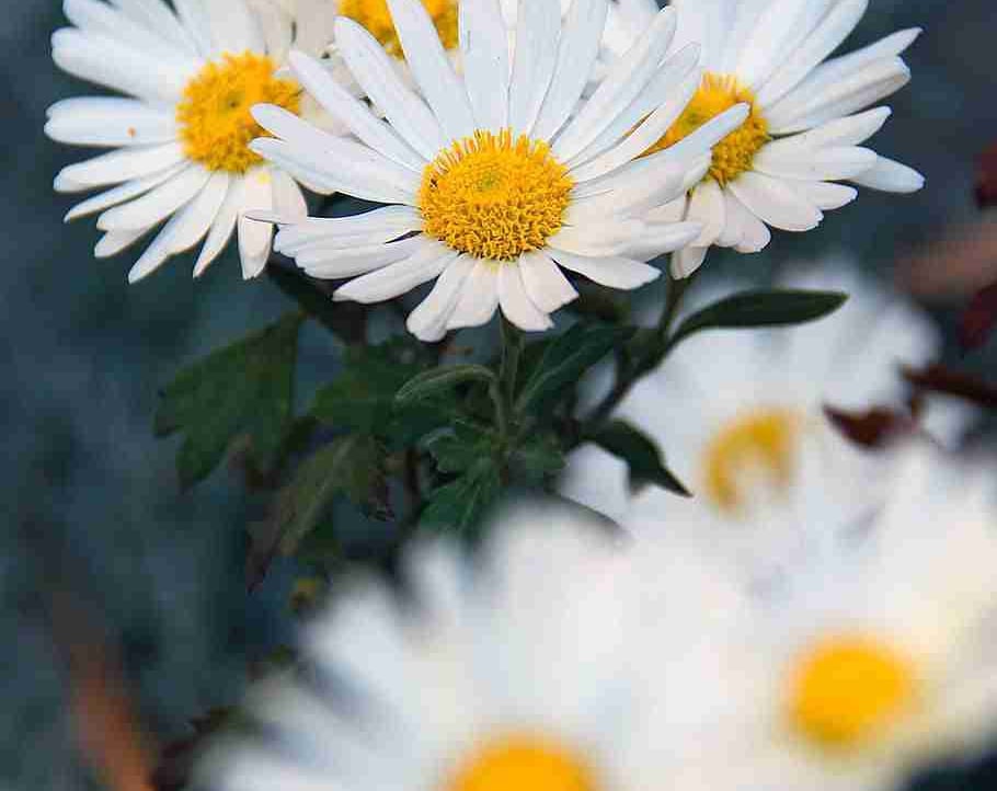 Bikih (bikih) Farcaster social identity (Fname handle) PFP