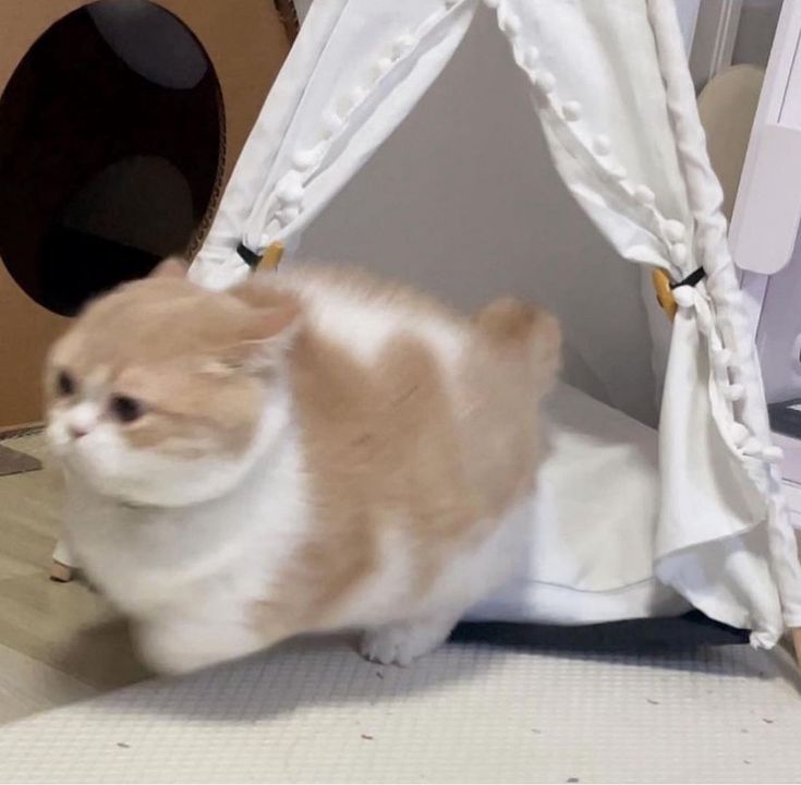 Tiramissu (tiramissu.lens) Lens social identity (.lens handle) PFP