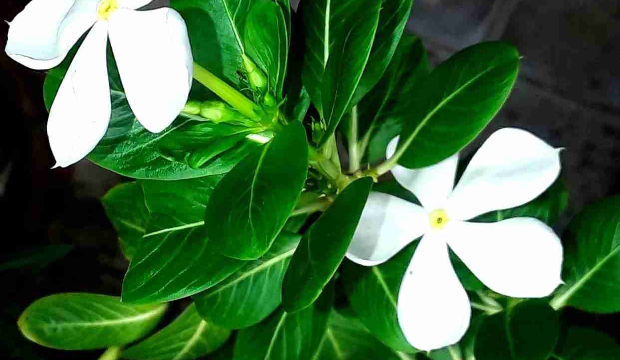 Cryptotom (cryptotom23.lens) Lens social identity (.lens handle) PFP