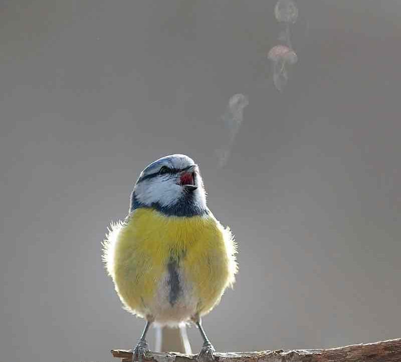 imala.lens Lens social identity (.lens handle) PFP