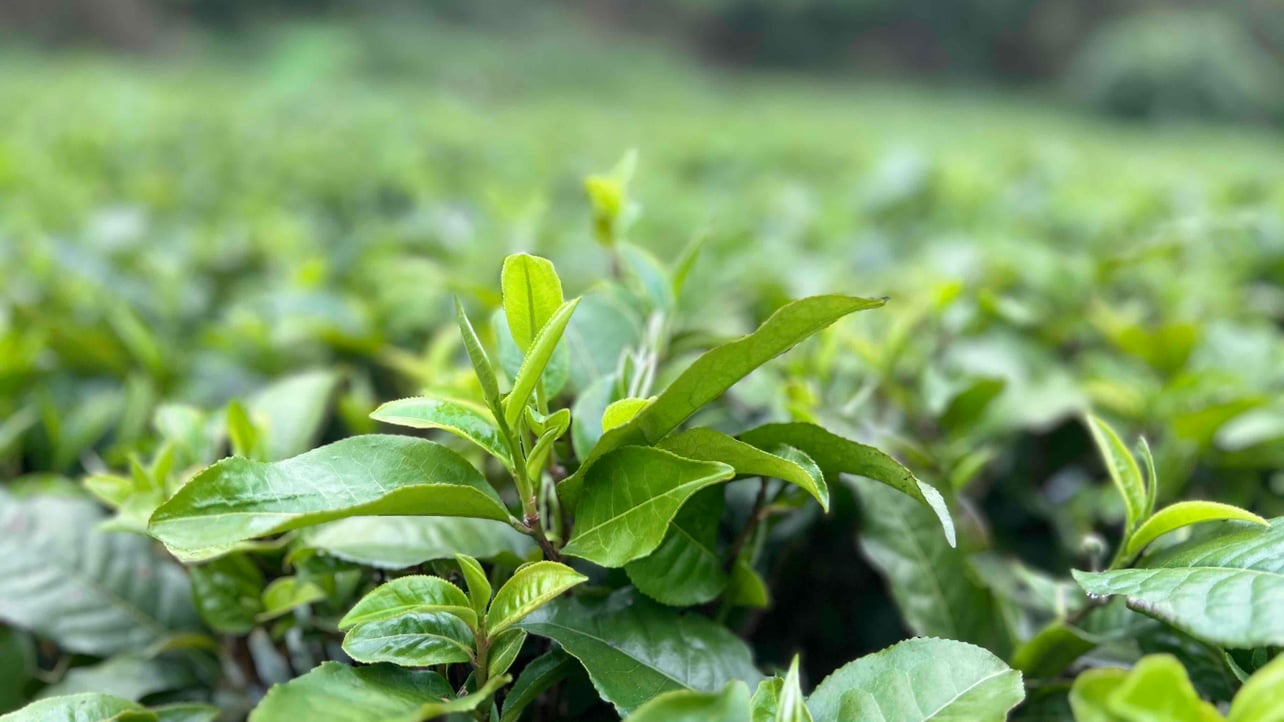 ttea Farcaster social identity (Fname handle) PFP