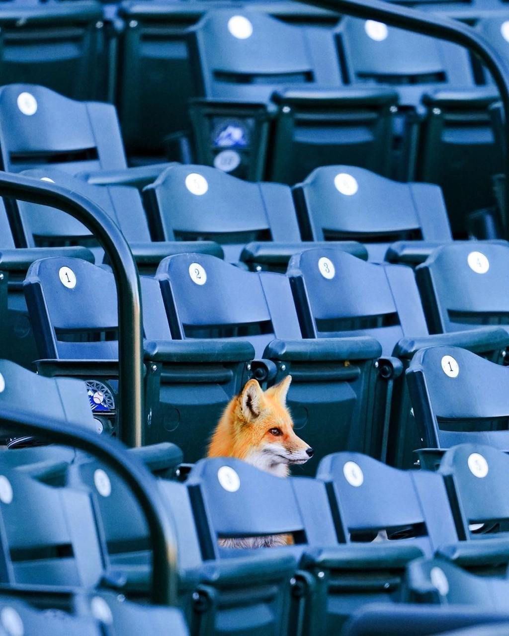 Embed from @metamask