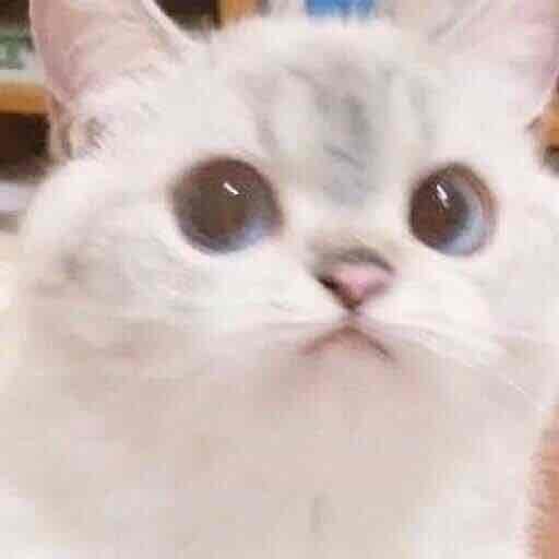 Aleks pfp